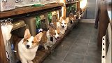 韩国一户人家的8只柯基，排队等着主人点名发零食。