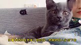 拥有一只厚脸皮的猫咪是什么体验？就像多了个监视你的老妈子！