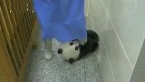 小熊猫求抱失败，气得赖地上不起来，真可爱