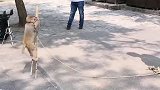 猴子踩高跷
