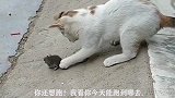 上有老下有小，球球猫哥就放过可怜无助的小老鼠吧