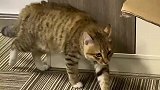 主人捡到一只流浪猫,把原住民吓到站立躲猫猫