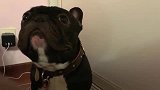 斗牛犬跑到主人床上尿尿，被主人训斥，还一脸懵逼的看着主人