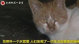 因同伴不幸去世，猫咪眼含泪水痛苦地呼唤，真是太感人了！