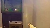猫咪为了逮个鱼，差点丢了自己的小命
