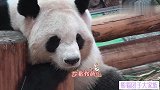 近镜头带你看熊猫良浜的眼睛耳朵鼻子有多可爱，颓废睡姿萌出天际