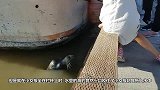 狮子成精居然打开游客车门游客：还好手快，魂都没了！