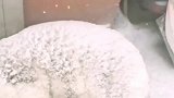 阿拉斯加不愧是雪橇犬，面对大雪纷飞的环境，依然惬意的睡懒觉！