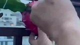 大叔天台种火龙果成熟后和女儿开心采摘，剪下一看哭笑不得