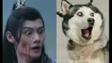 当陈情令的各位男神，遇到狗狗之后，真是毫无违和感