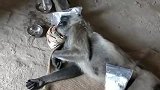 谢谢好心人！奄奄一息的猴子有救了