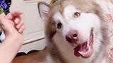 狗狗有多会撒娇