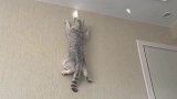 家里的猫咪可太牛了，顺着灯光就爬上了墙壁，我养的是只壁虎吗？
