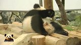 熊猫宝宝卖萌很敬业，超可爱小背影简直不要太迷人