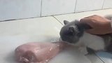 小奶猫偷肉被抓现行，看到接下来这一幕，看完我都笑岔气了！