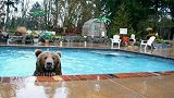 游泳健身了解下？店主查看监控发现异样 一巨熊夜闯游泳池游到嗨