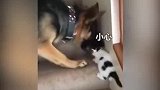 大狗教小猫咪上楼梯，一步一个脚印太暖心了！