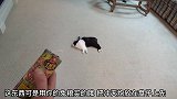 小兔子面前有冲天炮也不怕，继续躺着，还真是懒呀