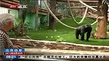 法国夫妇收养大猩猩视为“女儿”-6月30日