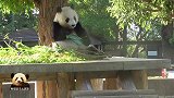 优雅乖巧的熊猫旦旦慢条斯理地当吃货，好可爱呦！