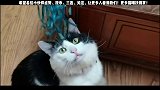 街边恶霸猫被打坠落深坑，绝育领养后秒变高富帅！ #流浪猫  #猫