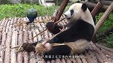 大熊猫遭饲养员嫌弃，熊猫：劳资是国宝靠着你坐，你敢推我！