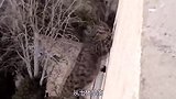 如果猫从七楼坠落会怎么样为什么它能存活
