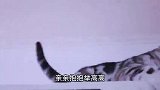 猫咪不让主人抱，主人非要亲猫，猫你再亲我就打你啦！笑喷