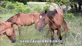 马儿第一次谈恋爱，经主人介绍一次成功，镜头记录全过程！