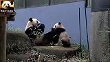 熊猫香香撒娇，熊猫妈妈却不理不睬：还是吃更重要