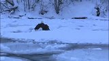 白头海雕受伤无法飞翔，路人顺利营救
