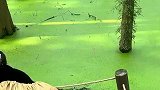 狗子把浮萍当做草地，一股脑跳进了河里