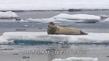 海豹正躺着晒“阳光浴”，谁料北极熊突然袭击，结果悲剧了！