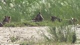 水牛遭狮子偷袭，同伴冒死拼命相救，结局让人心寒