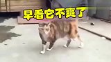橘猫：今天朕心情好，就赏你这傻狗五个巴掌吃！