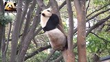 大熊猫比力爬树好灵活，实力证明自己