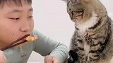 家有小馋猫，猫咪：好吃吗？香吗？你是看不见我吗