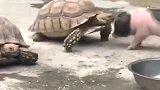 乌龟和小香猪势不两立，这打架方式真是萌翻了！