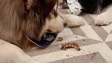 狗：给你拆成叙利亚风！