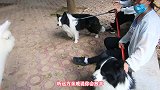 狗狗质问羊驼怎么称呼，羊驼大声喊出了自己的艺名