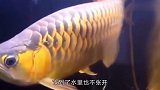 男子买了条金龙鱼，但它却不进食，掰开鱼嘴后才知道发大财了
