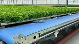 蔬菜从大棚到舌尖，智能工厂太厉害了