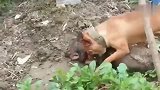 比特犬对土狗，这战役太疯狂了