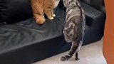 让你们见识见识，我家猫咪是如何打架的，这两只猫咪果然不一样