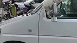 猫：我在照镜子呢，你吓唬我干嘛啊！