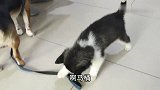 主人说遛弯，二哈小奶狗立马牵着土狗往外跑，这狗成精了，逗