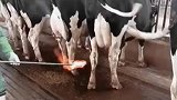 有没有养牛的，我问下，这烧一下是什么意思呢？