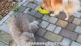 步履蹒跚的小奶猫，居然是被狗狗照顾着，太有爱了