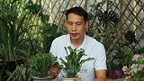 蟹爪兰新芽越长越弱？教你3招“健壮术”，让它新芽越长越强壮