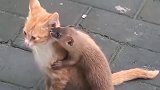 危险的朋友！橘猫：你的眼神看起来挺真诚的